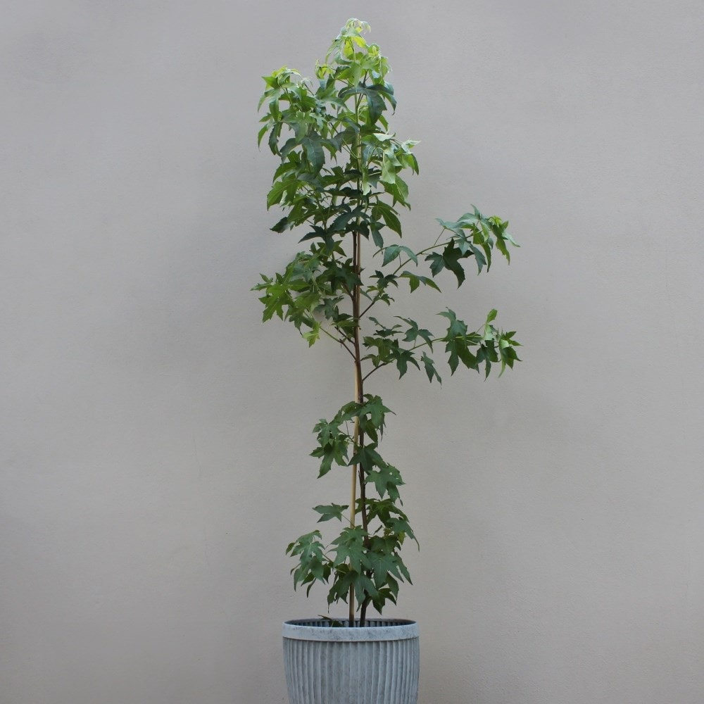 Product options image