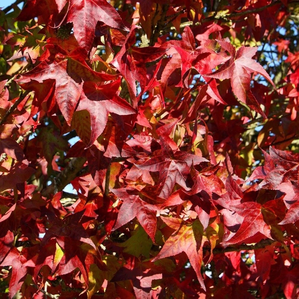 <i>Liquidambar styraciflua</i> 'Lane Roberts'