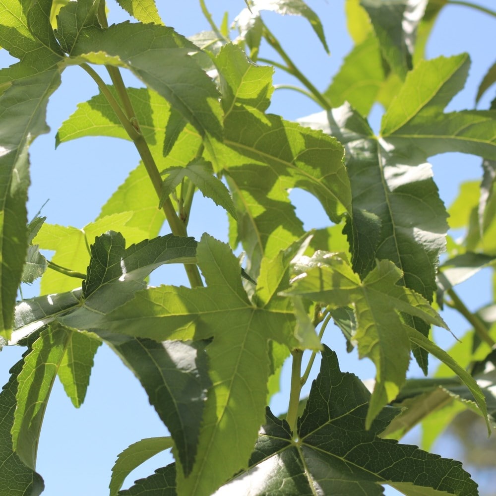 <i>Liquidambar styraciflua</i> 'Lane Roberts'