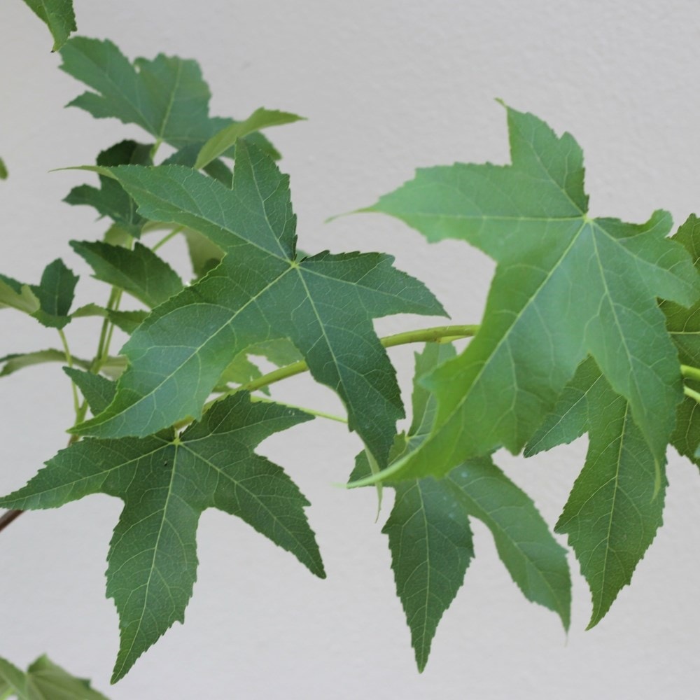 <i>Liquidambar styraciflua</i> 'Lane Roberts'