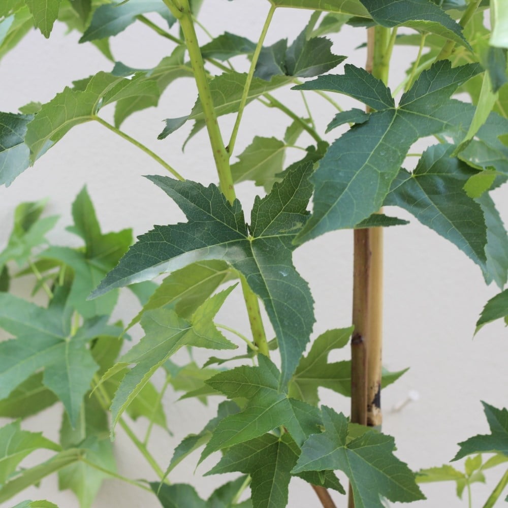 <i>Liquidambar styraciflua</i> 'Lane Roberts'
