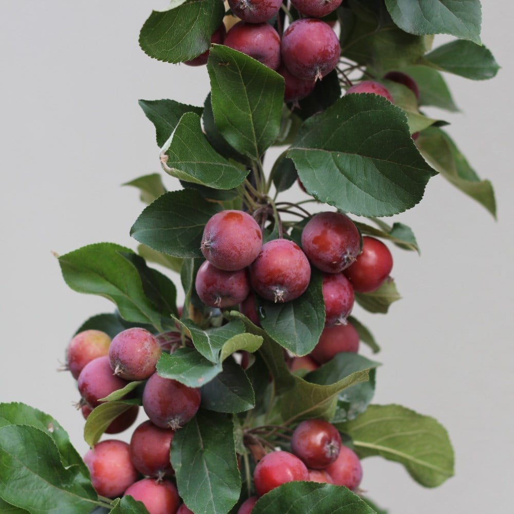 Product options image