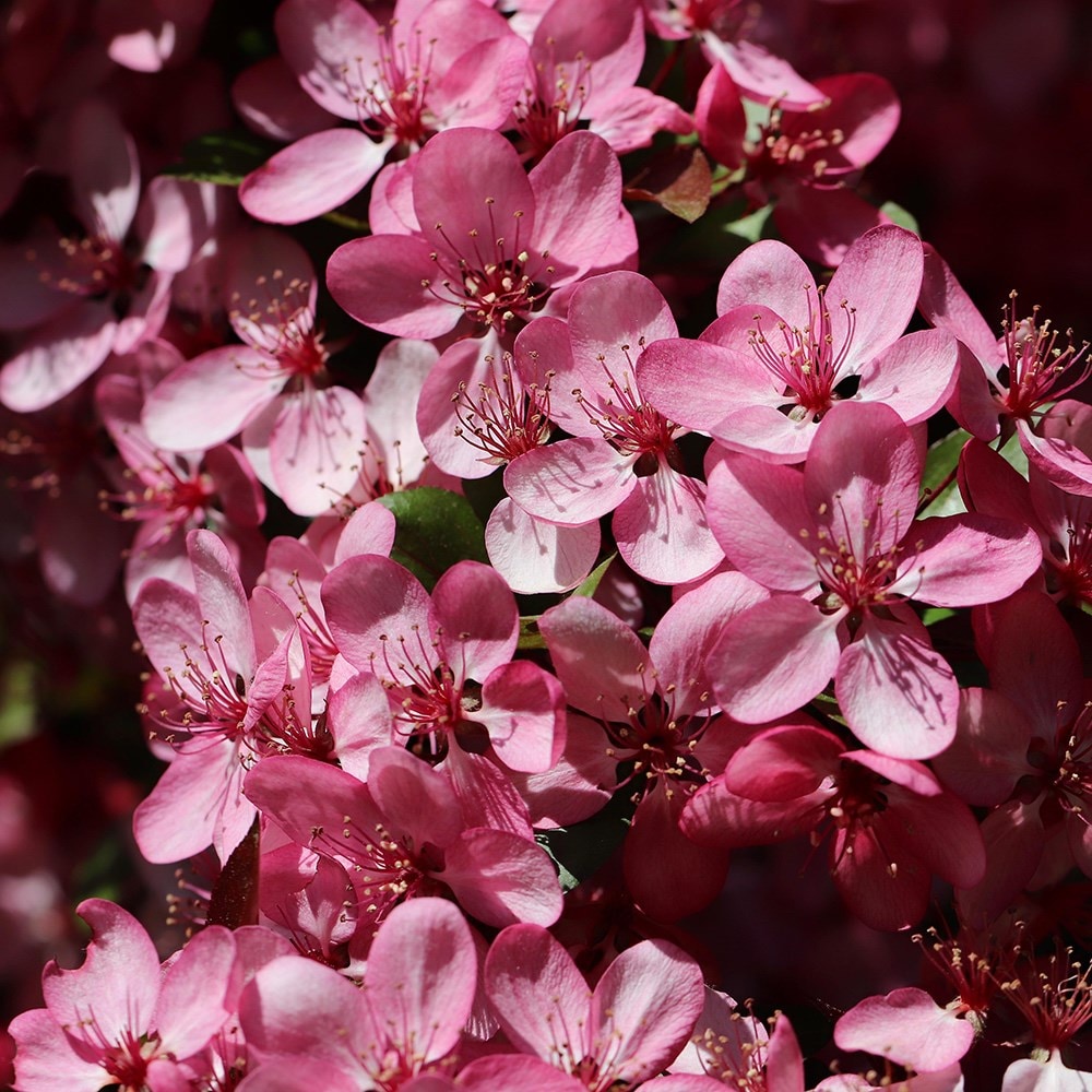 Product options image