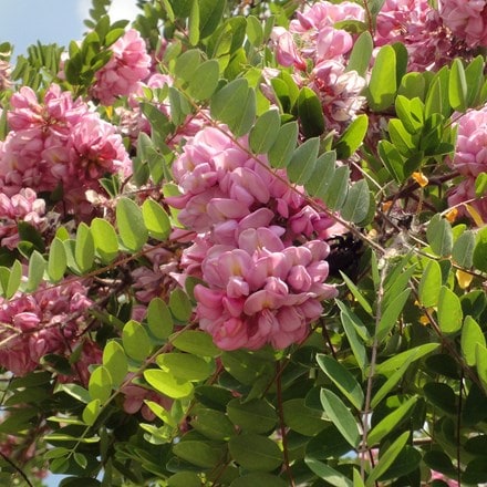 Robinia × margaretta Pink Cascade