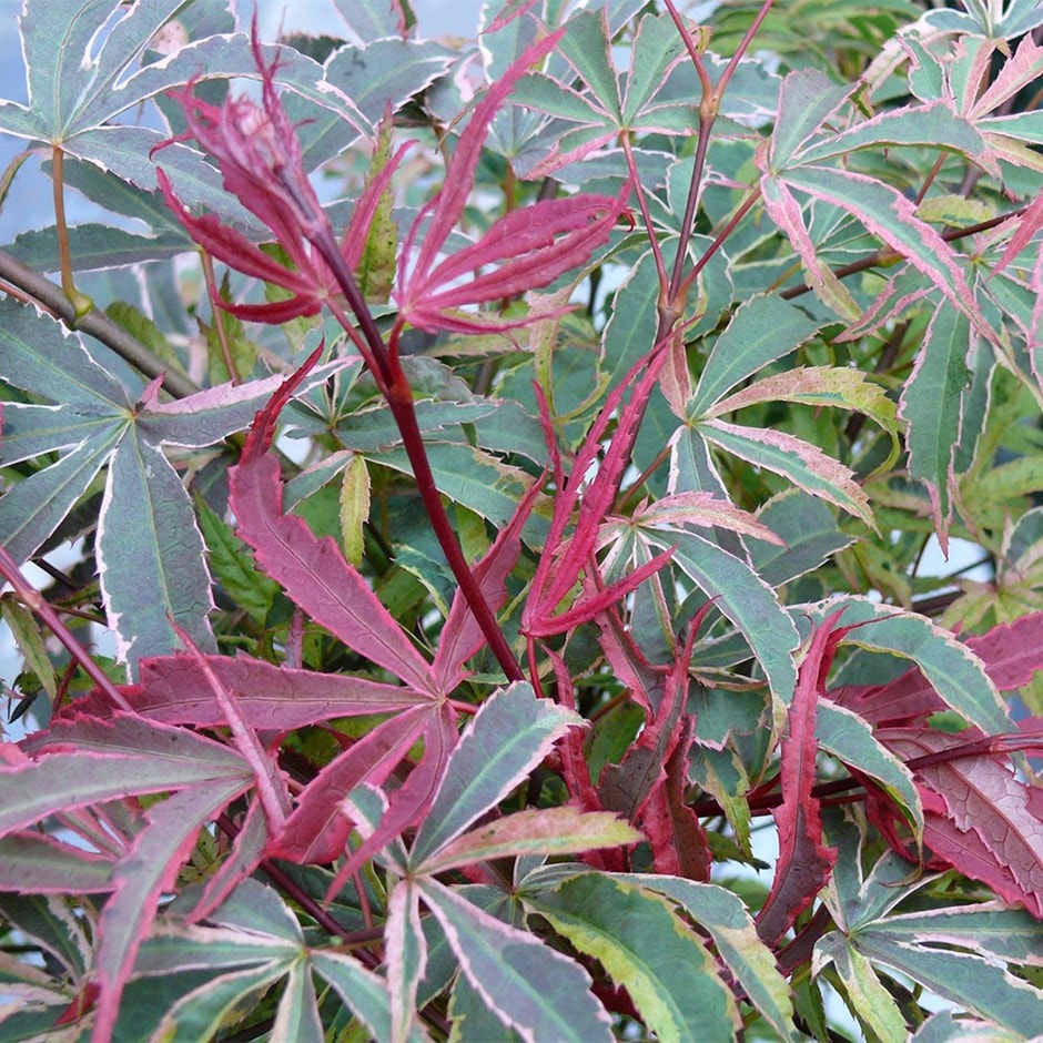 Japanese maple (syn. Acer palmatum 'Shirazz')