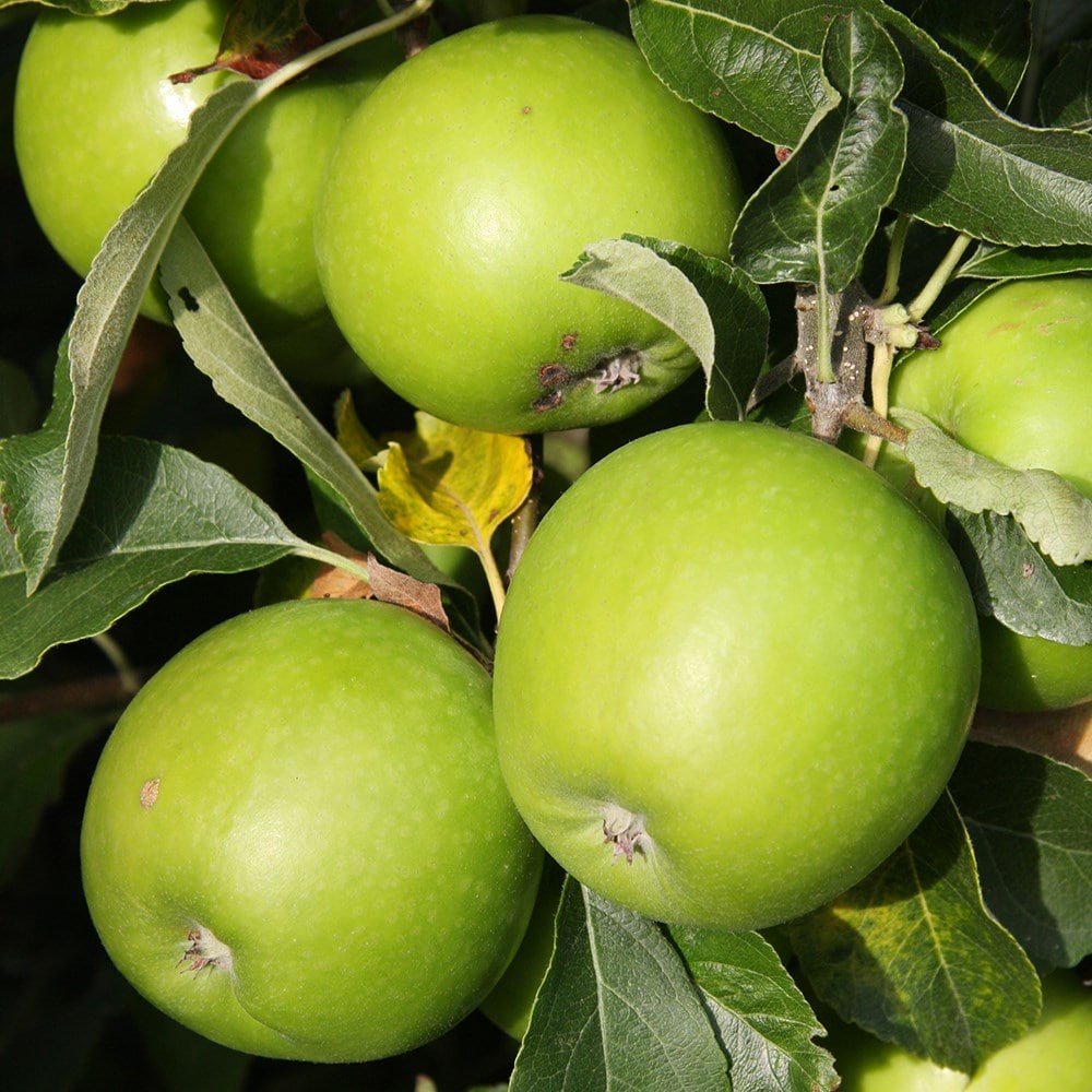 eating / dessert apple