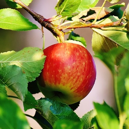 apple Jonagold