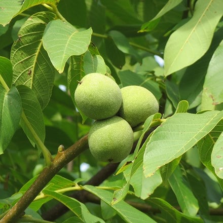 walnut common