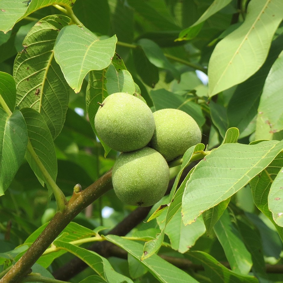 walnut (common)