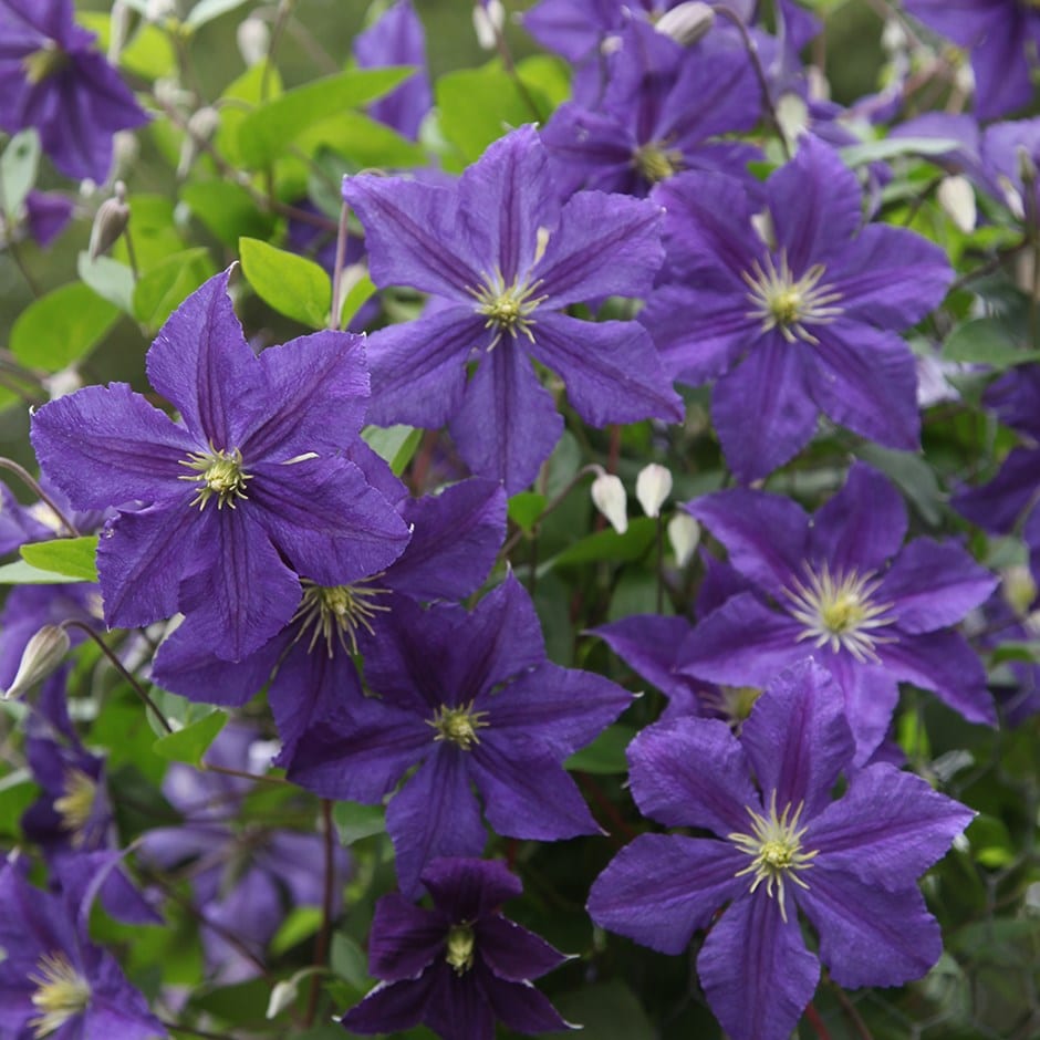<i>Clematis</i> <b class=small-caps>Wisley</b> ('Evipo001') (PBR)