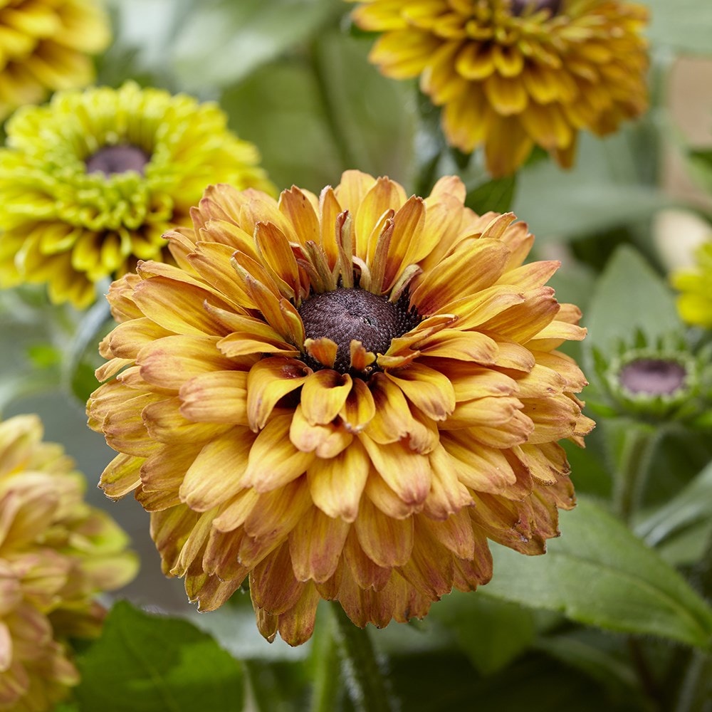 Product options image