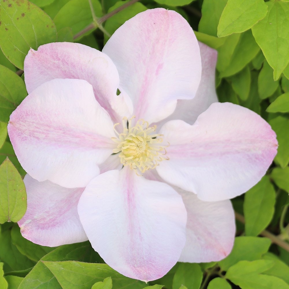 Product options image