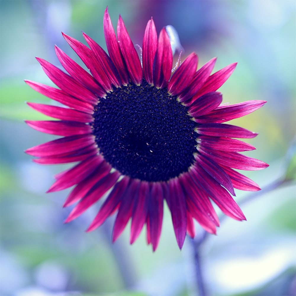 Product options image