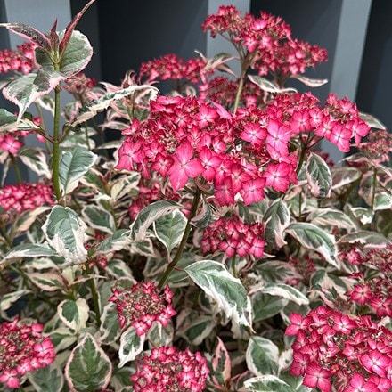 Hydrangea serrata Euphoria Pink
