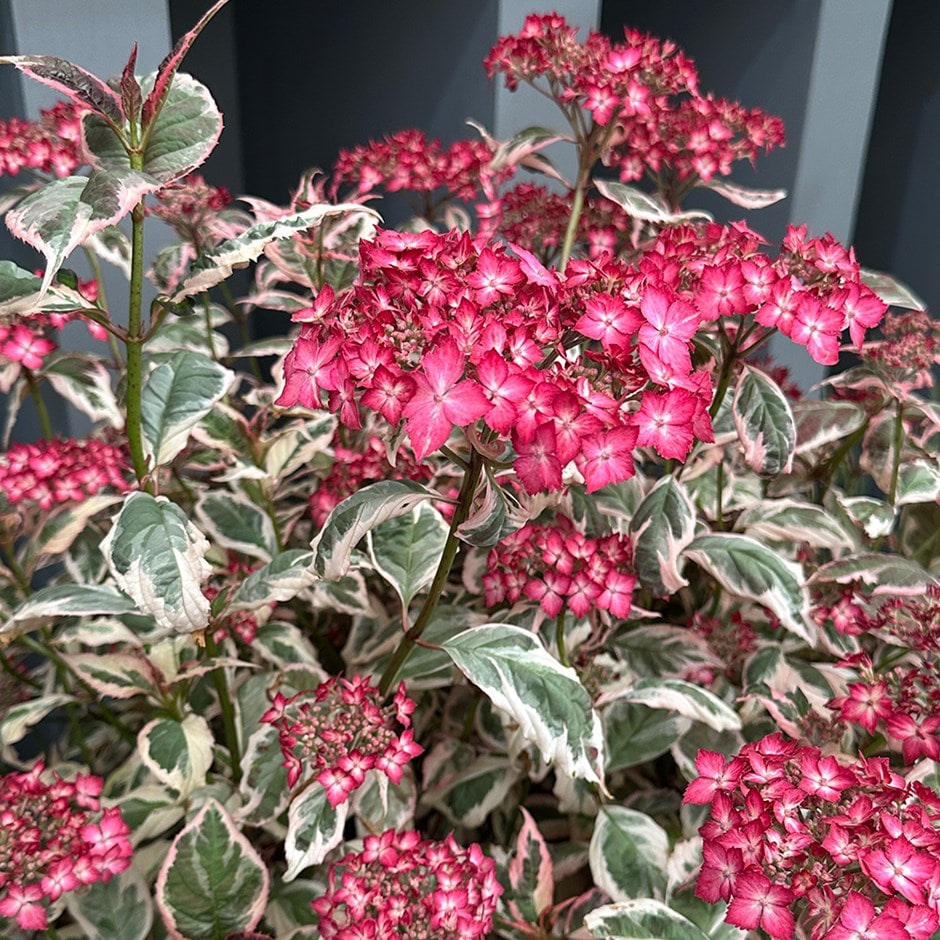 <i>Hydrangea serrata</i> 'Euphoria Pink'