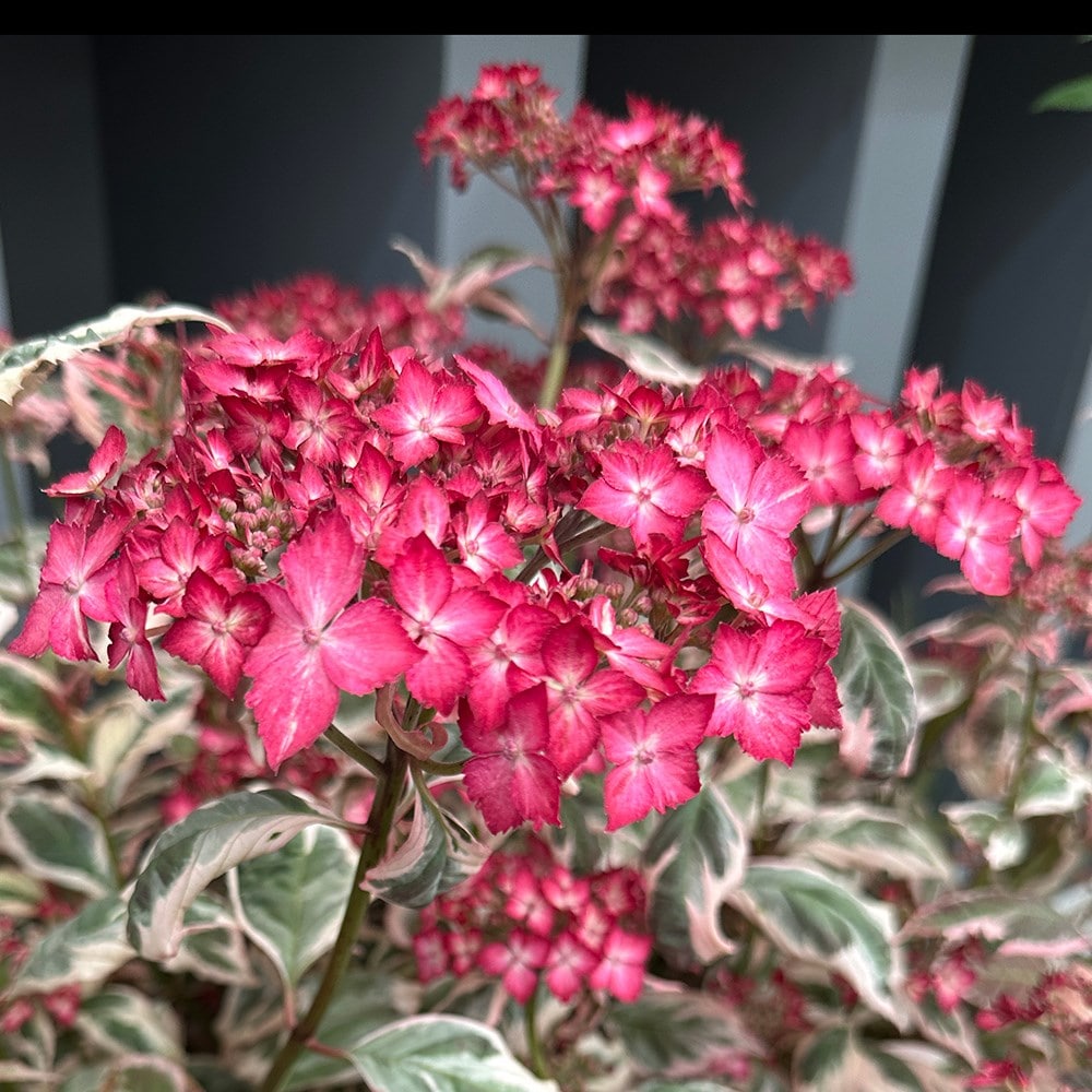 <i>Hydrangea serrata</i> 'Euphoria Pink'