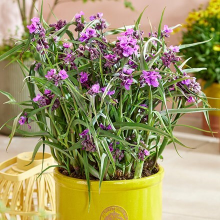 Tradescantia (Andersoniana Group) JS Brainstorm (PBR)