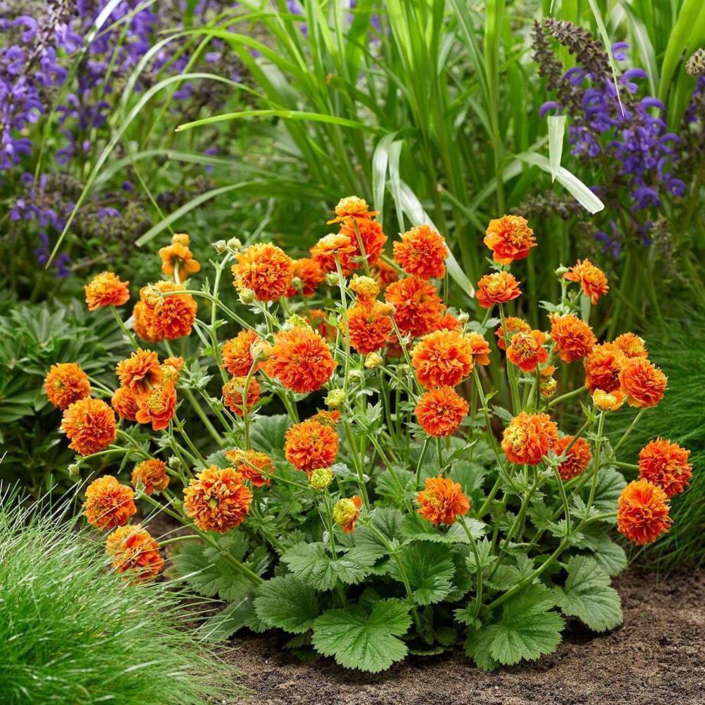 Product options image