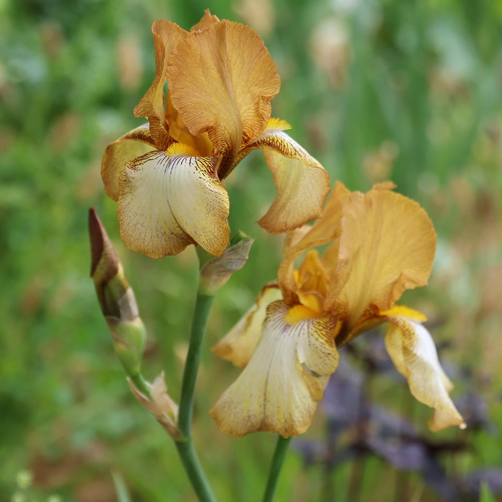 <i>Iris</i> 'Benton Susan'