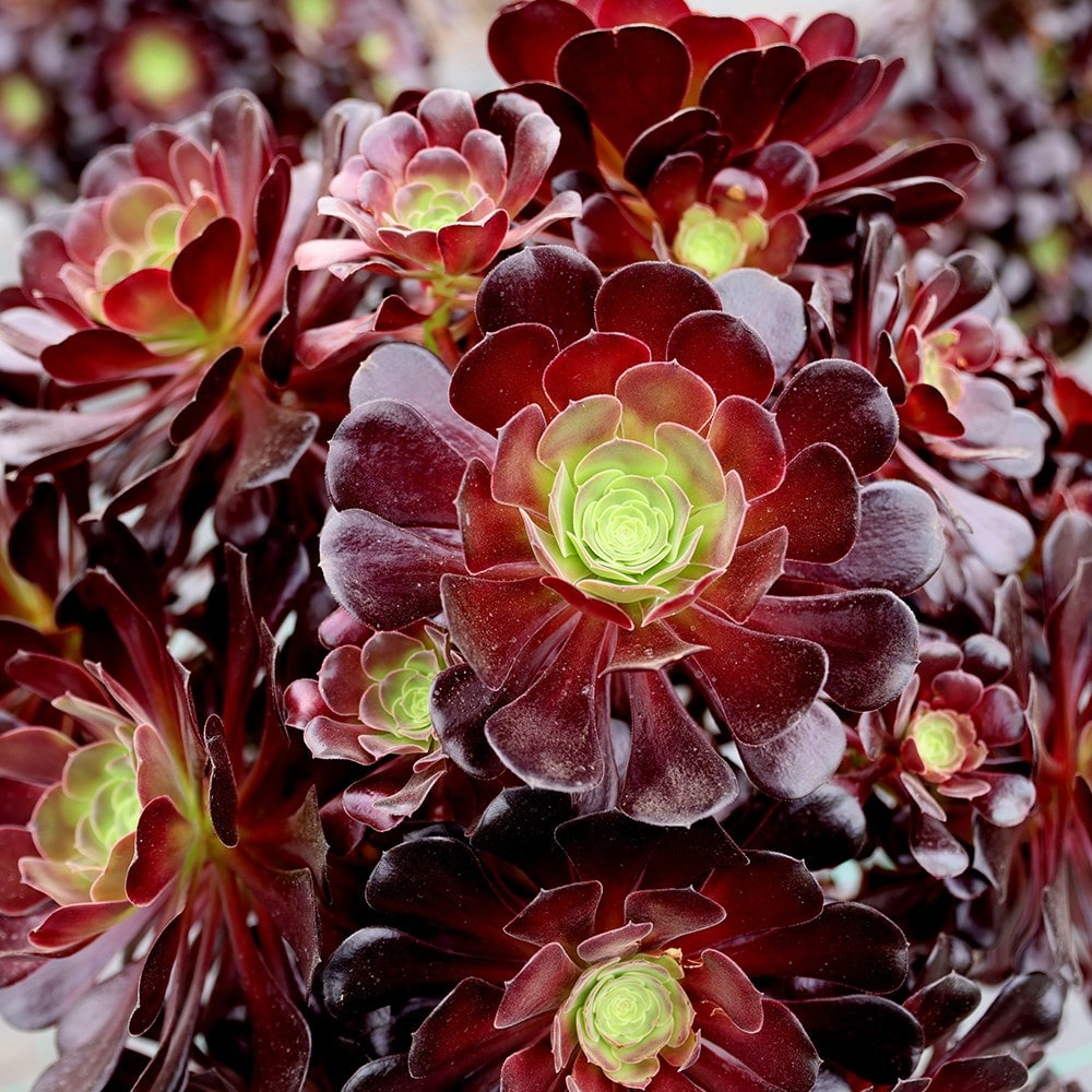 Product options image