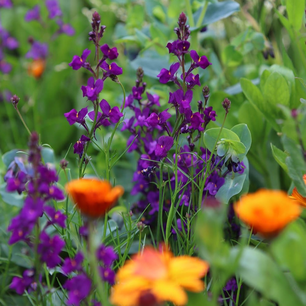 Moroccan toadflax / annual toadflax