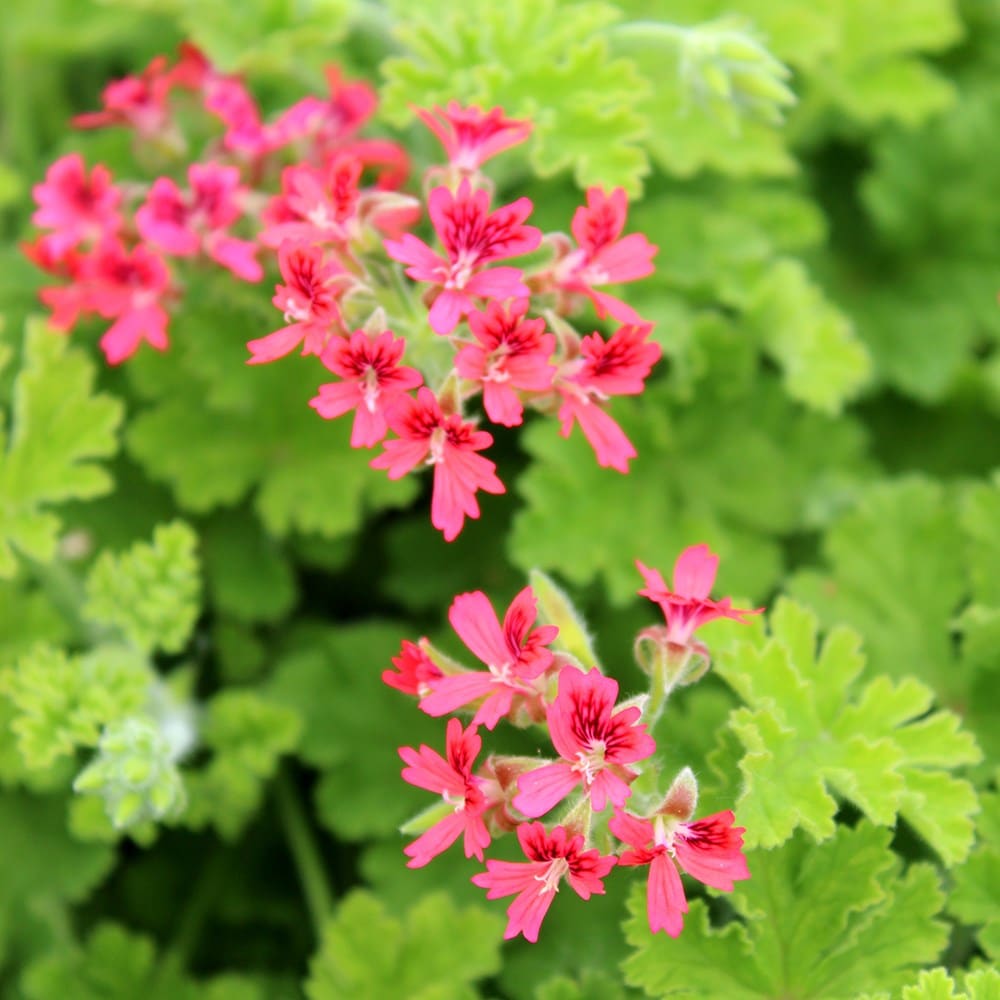 <i>Pelargonium</i> 'Concolor Lace'