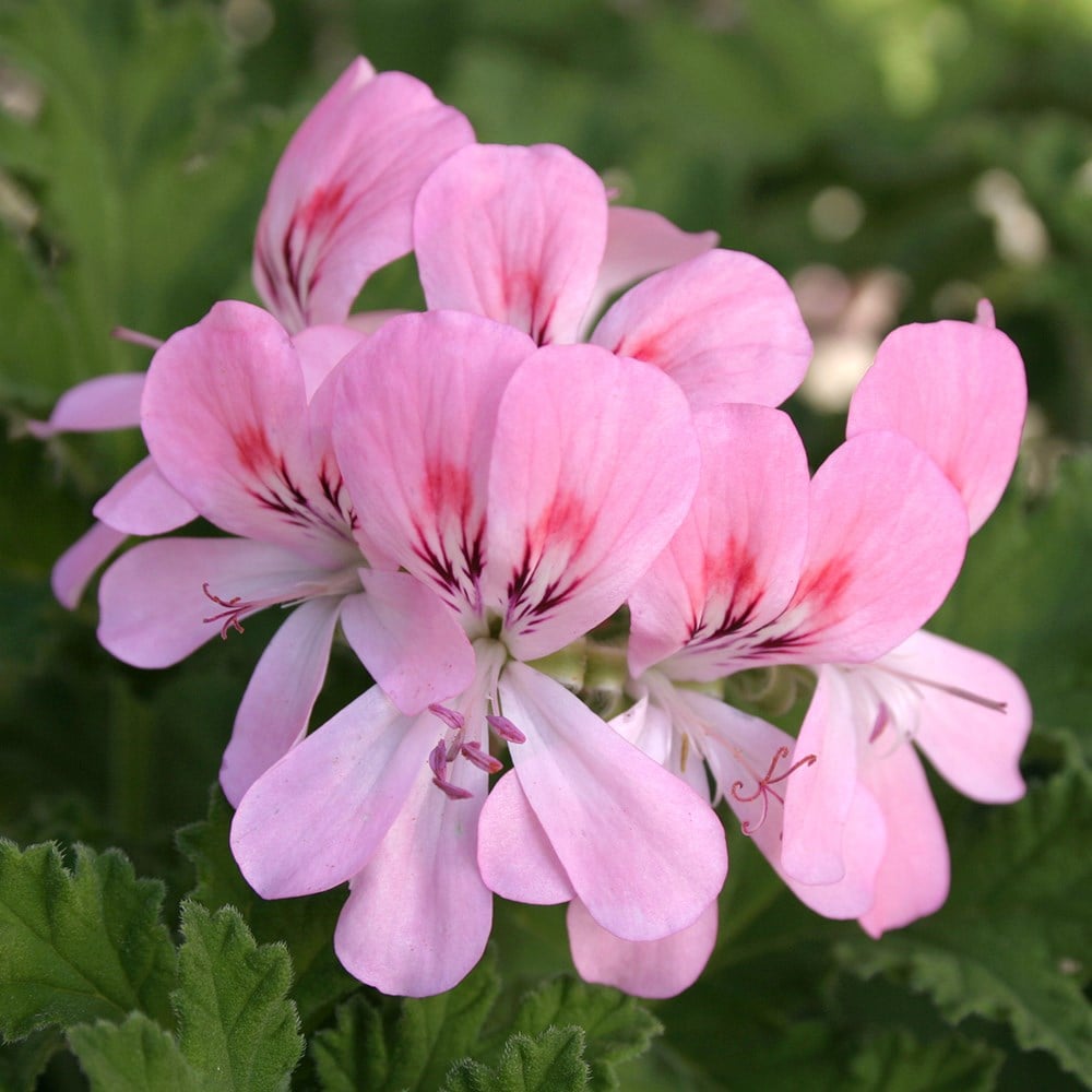 <i>Pelargonium</i> 'Sweet Mimosa'