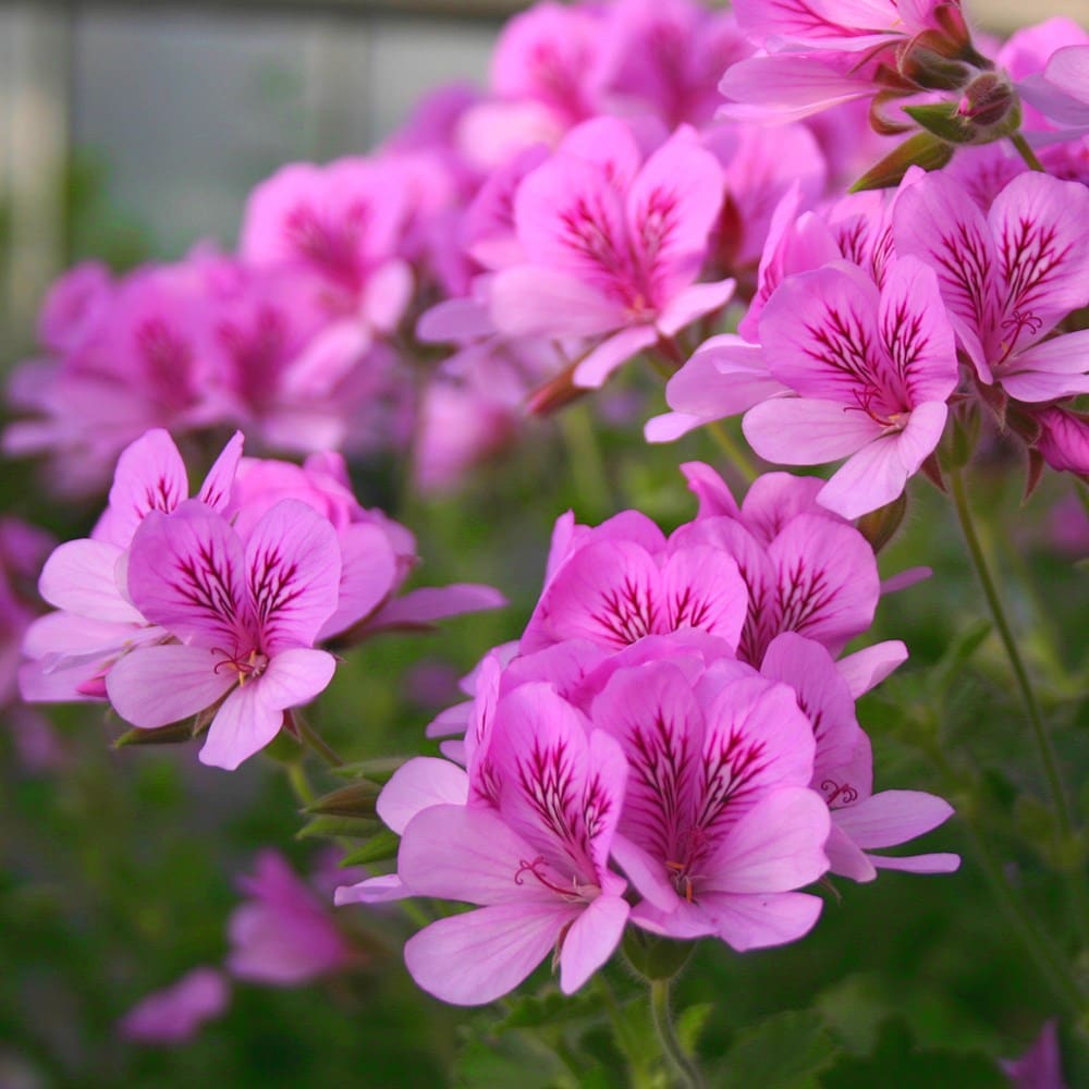 pelargonium