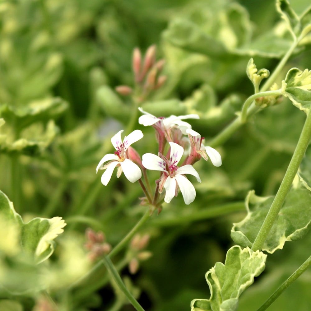 <i>Pelargonium</i> (Fragrans Group) 'Fragrans Variegatum'