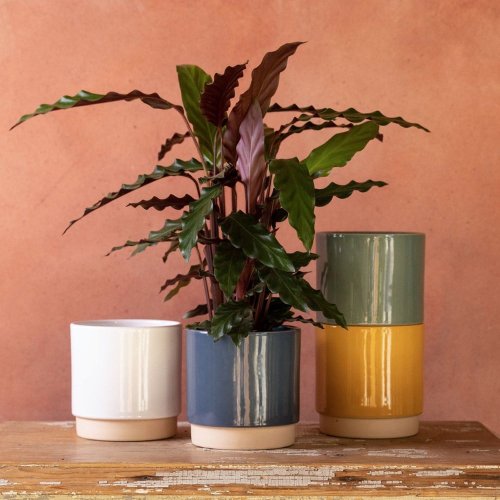 Product options image