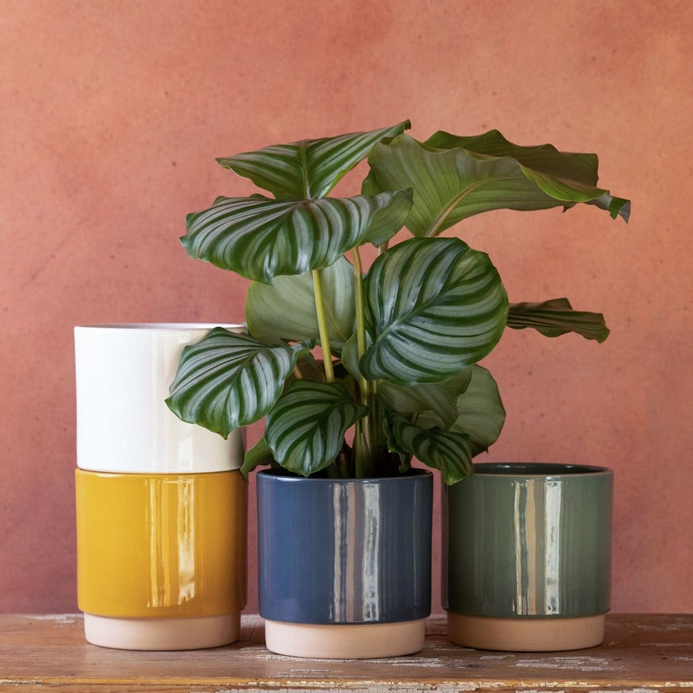 Product options image