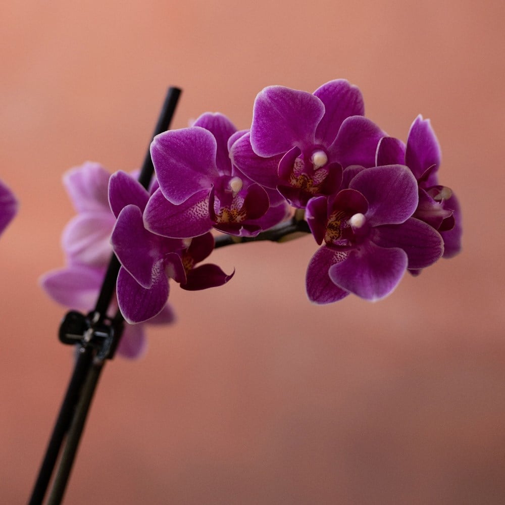 <i>Phalaenopsis</i> 'Perceval'