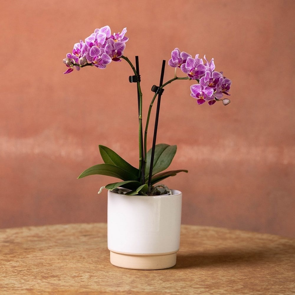 <i>Phalaenopsis</i> 'Pink Veins'