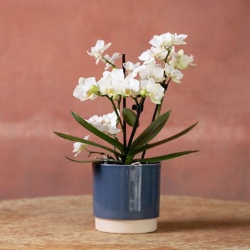 Indoor plants for gifting