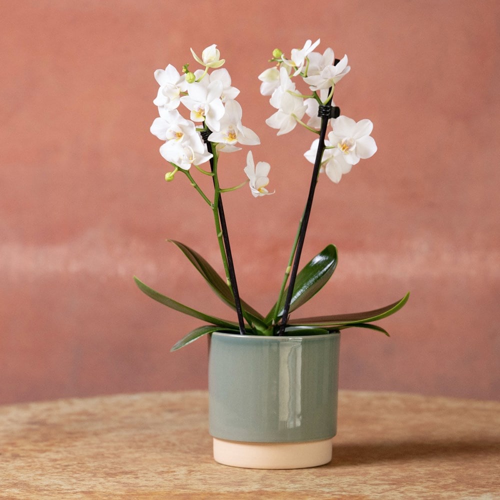 <i>Phalaenopsis</i> 'Bern'