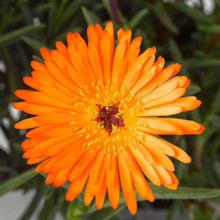 Lampranthus Orange