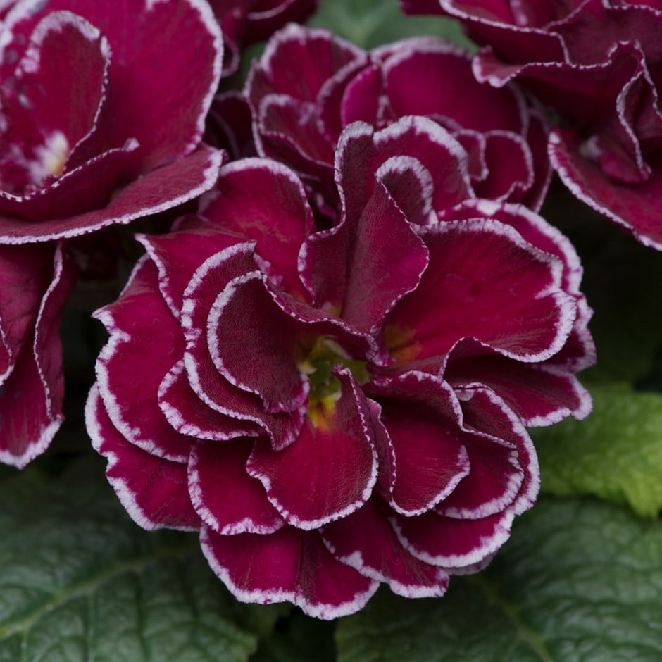 <i>Primula acaulis </i> <b class=small-caps>Burgundy</b> (Queen Series)