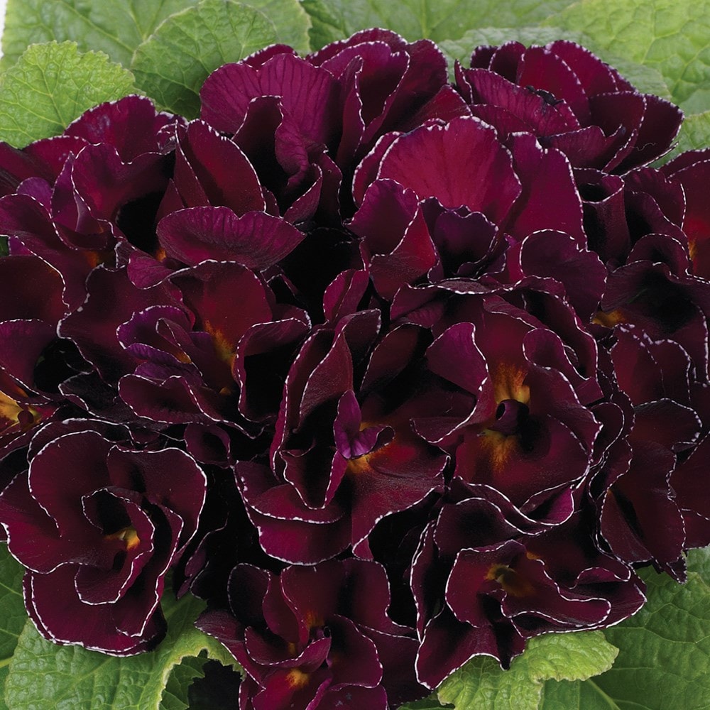<i>Primula acaulis </i> <b class=small-caps>Burgundy</b> (Queen Series)