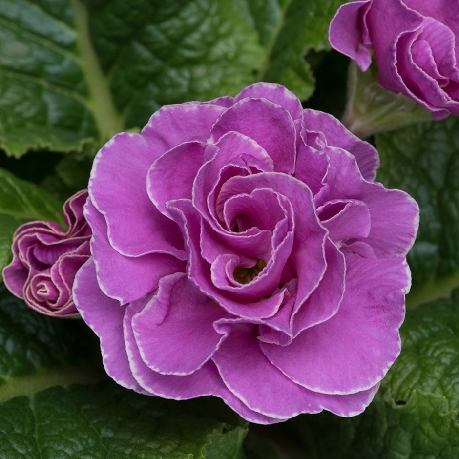 <i>Primula acaulis </i> <b class=small-caps>Neon Violet</b> (Queen Series)