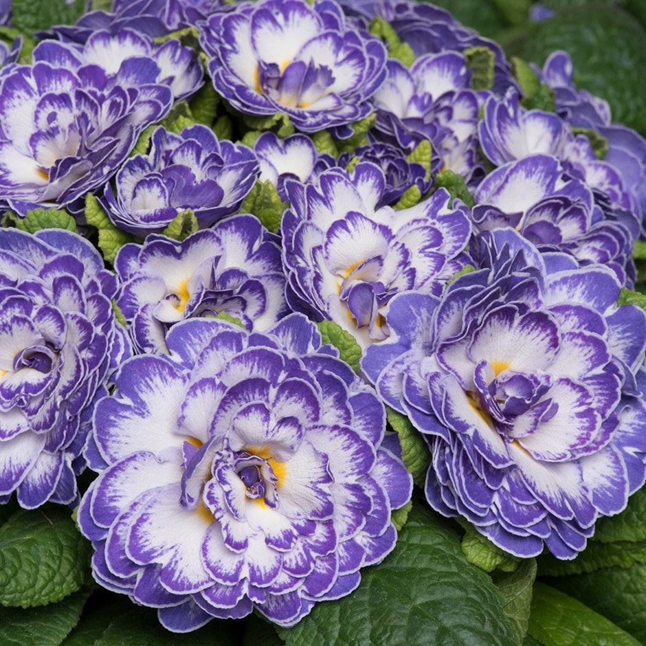 <i>Primula</i> <b class=small-caps>Blue Ripples</b> (Belarina Series)