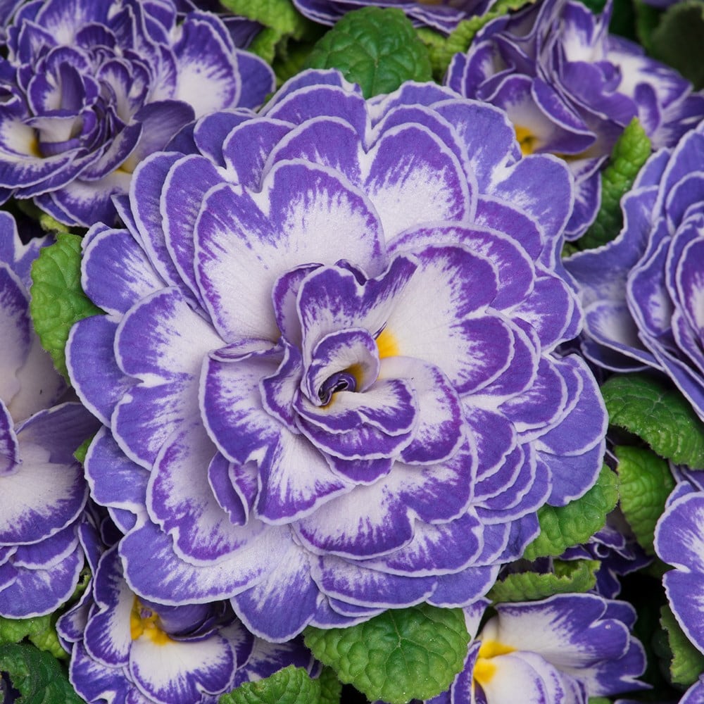 <i>Primula</i> <b class=small-caps>Blue Ripples</b> (Belarina Series)