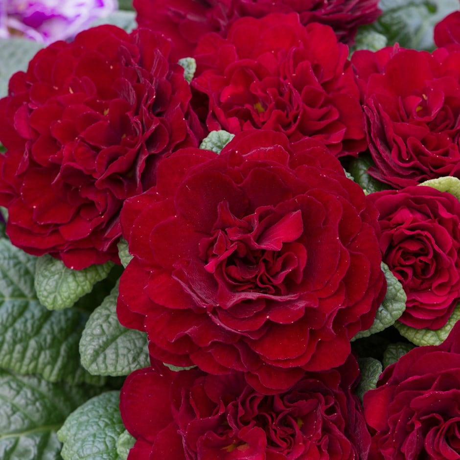 <i>Primula</i> <b class=small-caps>Valentine Red</b> (Belarina Series)