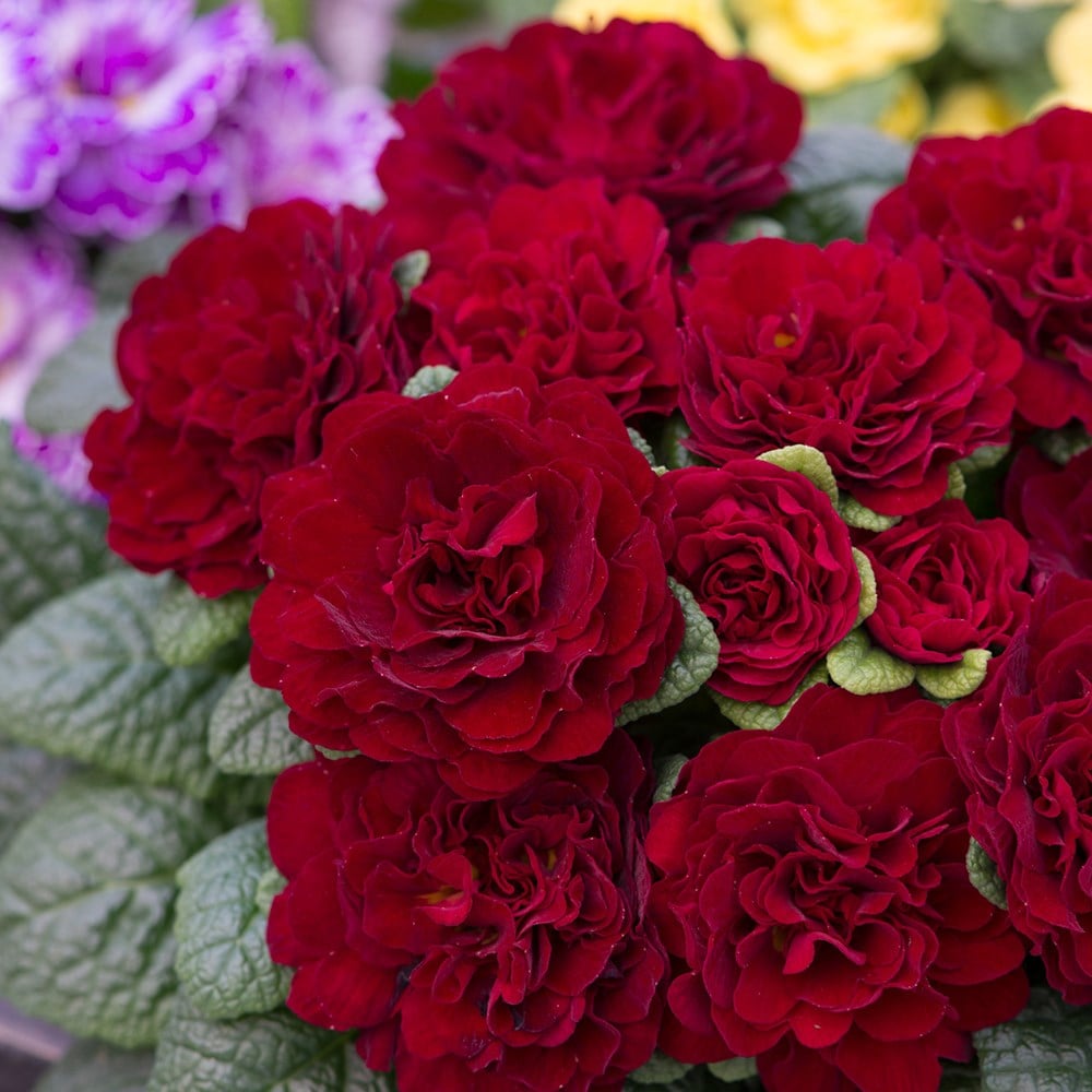 <i>Primula</i> <b class=small-caps>Valentine Red</b> (Belarina Series)
