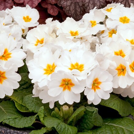 Buy primrose Primula Showstopper White: £3.49 Delivery by Crocus