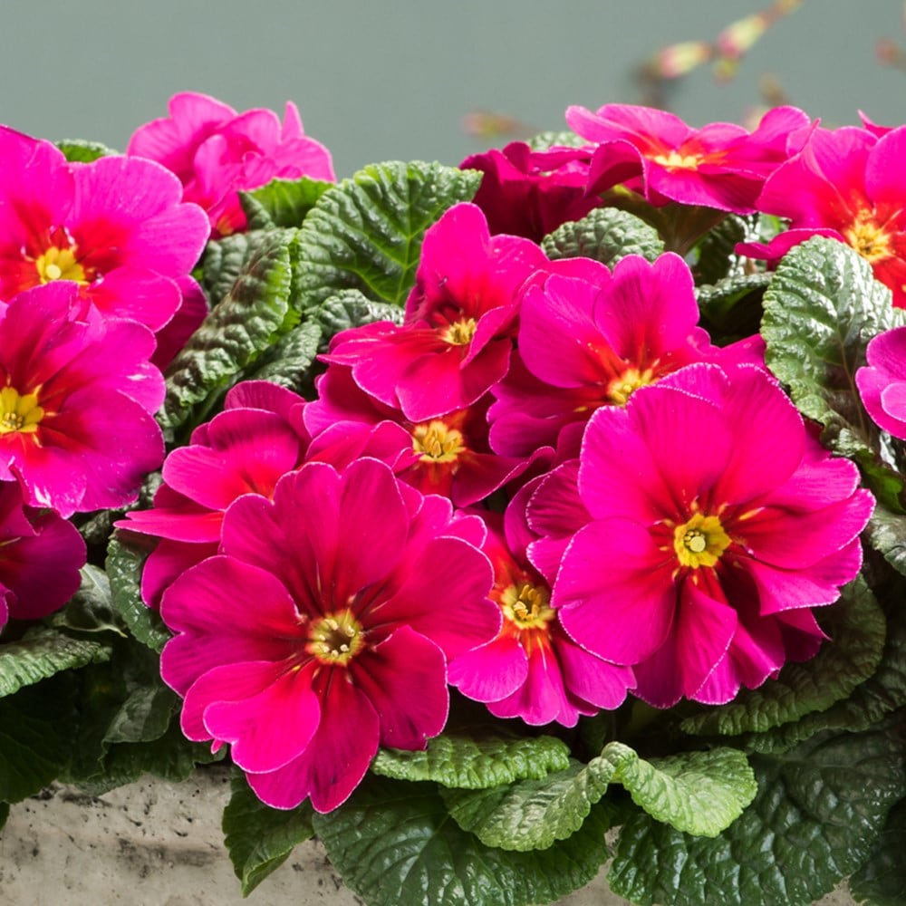 Product options image