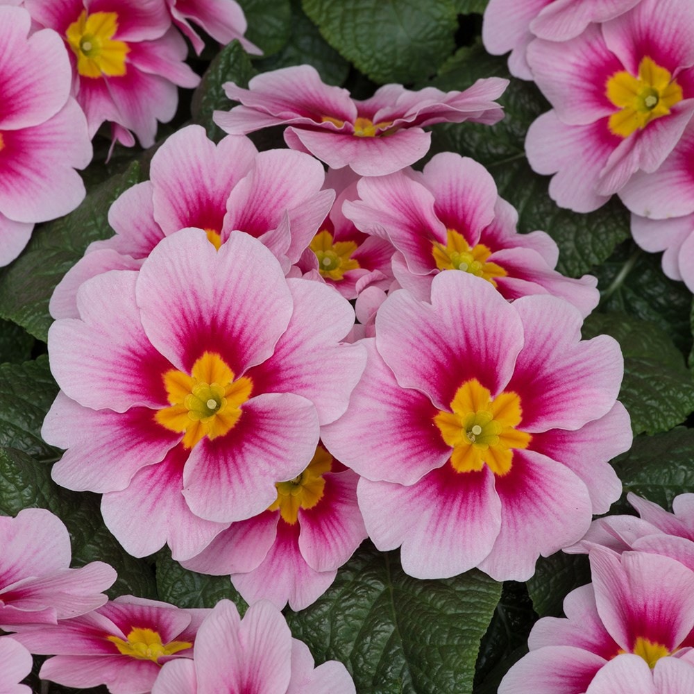 Product options image