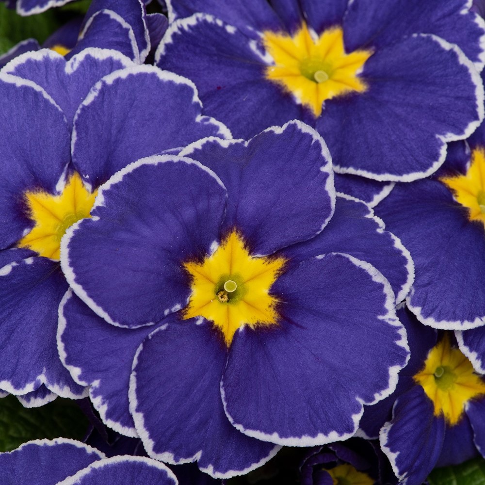 <i>Primula</i> 'Eclipse Blue'