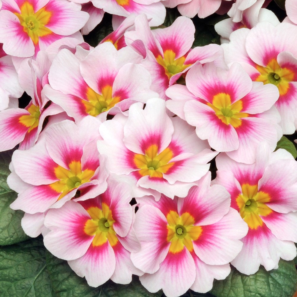 Product options image