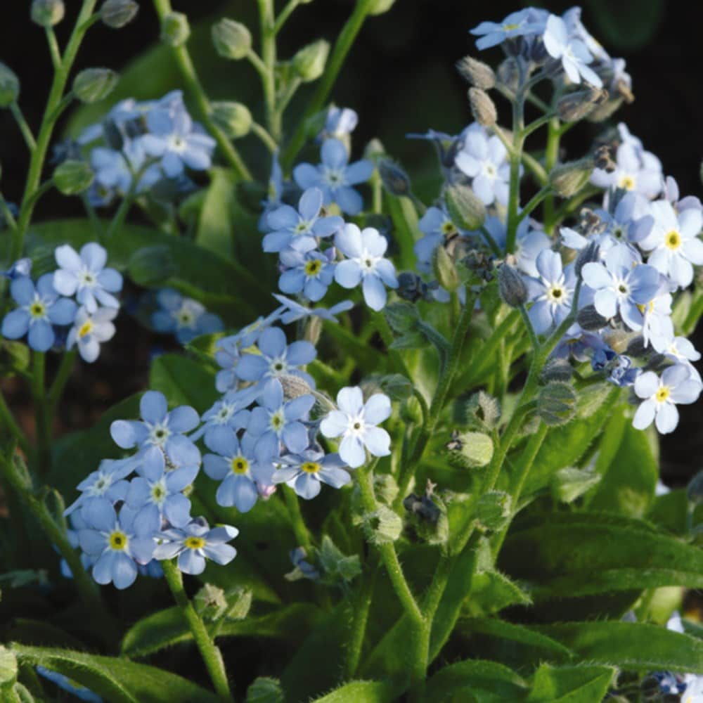 Product options image