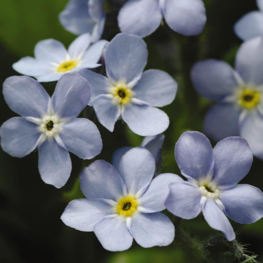forget-me-not 'Mon Amie Blue'